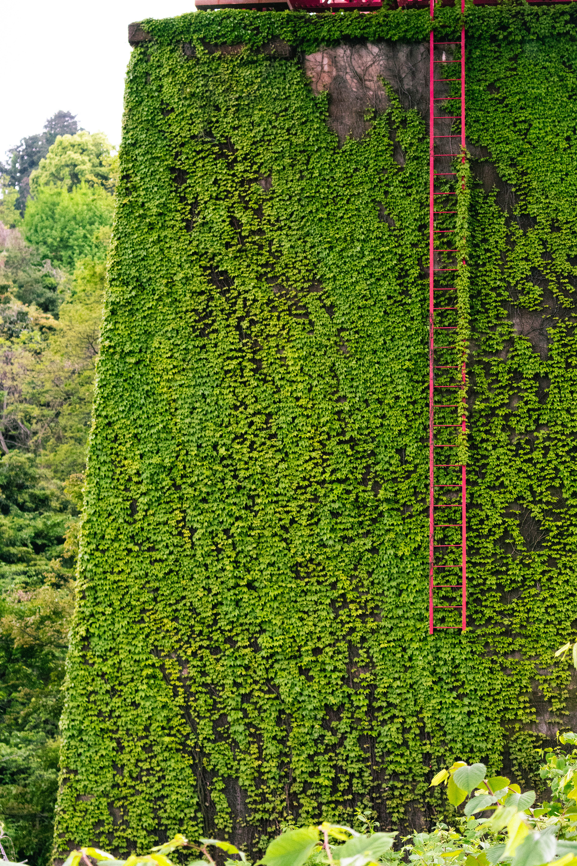 Zoom-in of a red ladder on a facade covered in overgrown vegetation.
